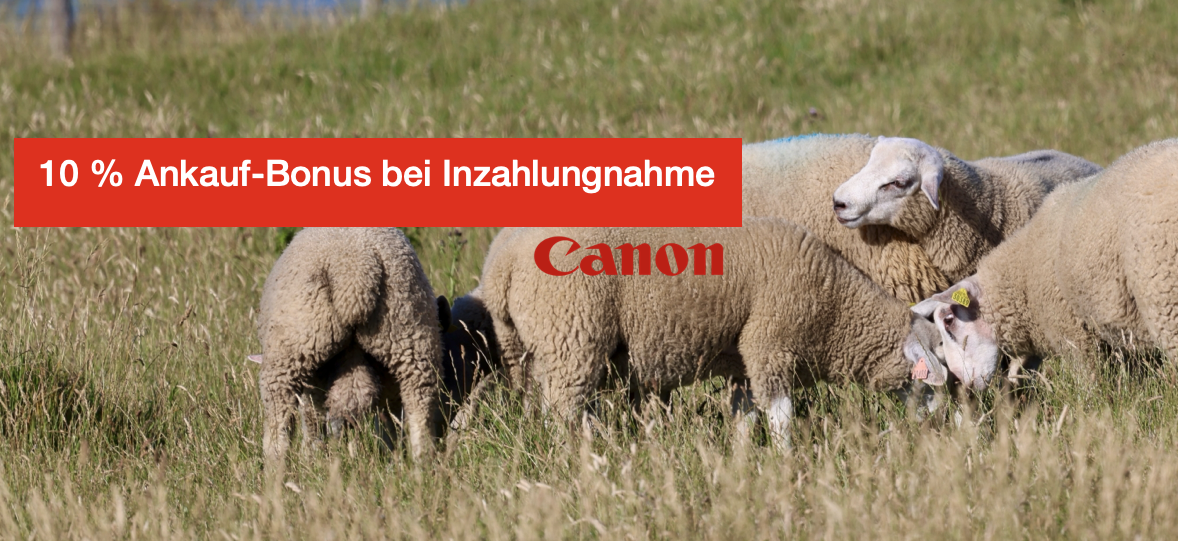 HeaderankaufbonusSchafe